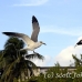 gull_can_h_0125_mex0135.jpg